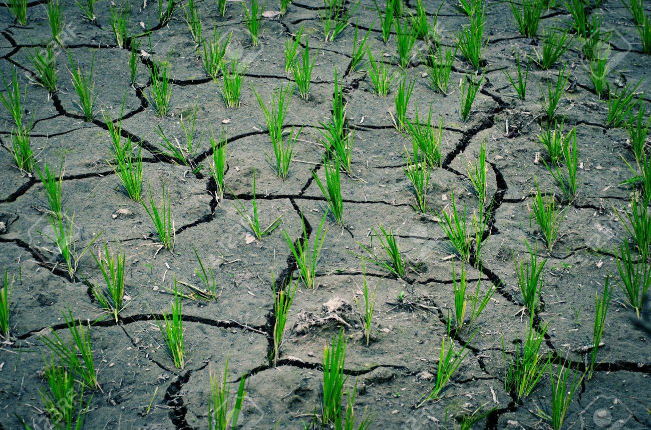 Drought and T. Aman