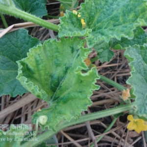 বাঙ্গির মোজাইক রোগ