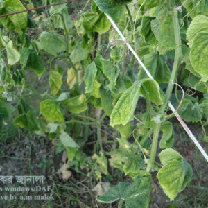 শসার ঢলেপড়া রোগ