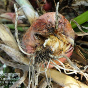 পেঁয়াজের কন্দ ফেটে যাওয়া সমস্যা