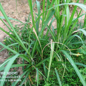 আখের আগার মাজরা পোকা