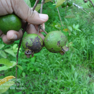 পেয়ারার এনথ্রাকনোজ রোগ