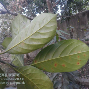 কাঁঠালের পাতার দাগরোগ