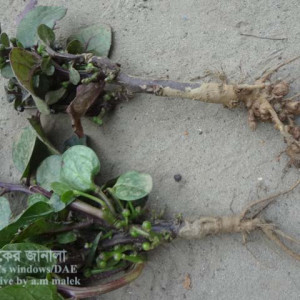 পুঁইশাকের কৃমিজনিত শিকড় গিট রোগ বা রুটনট নেমাটড