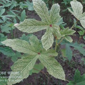 ঢেঁড়শের শিরার স্বচ্ছতা রোগ