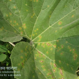লাউয়ের পাতার দাগ রোগ