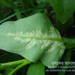 কলমিশাকের সাদা মরিচা রোগ