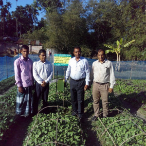 বিটি বেগুন