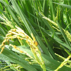 ফলস স্মাট বা লক্ষীর গু